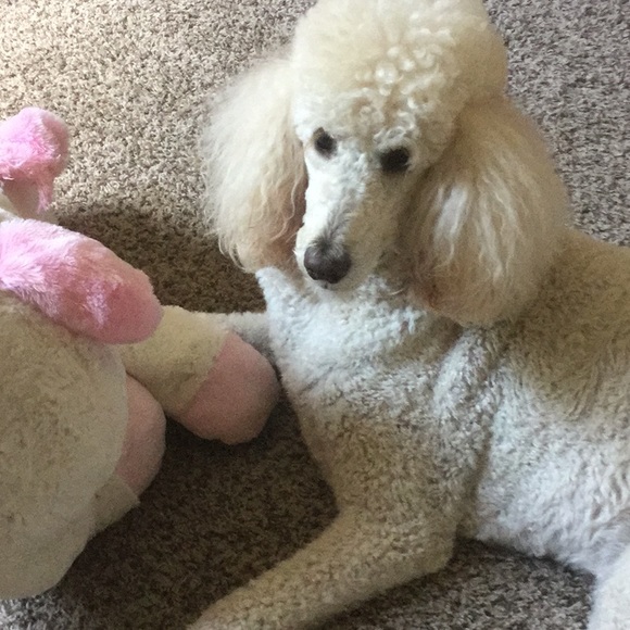 Meet your Posher, Sandra - Picture 2 of 2